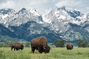 Three bison grazing in front of the Teton Range in Grand Teton National Park, Wyoming, a state that is #1 on the 2020 Best States for Homeowners ranking